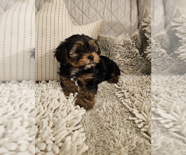 Medium Photo #1 Yorkshire Terrier Puppy For Sale in SALEM, OR, USA