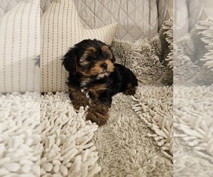 Yorkshire Terrier Puppy for sale in SALEM, OR, USA