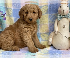 Goldendoodle (Miniature) Puppy for sale in LANCASTER, PA, USA