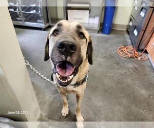 Anatolian Shepherd Dogs for adoption in Santa Cruz, CA, USA