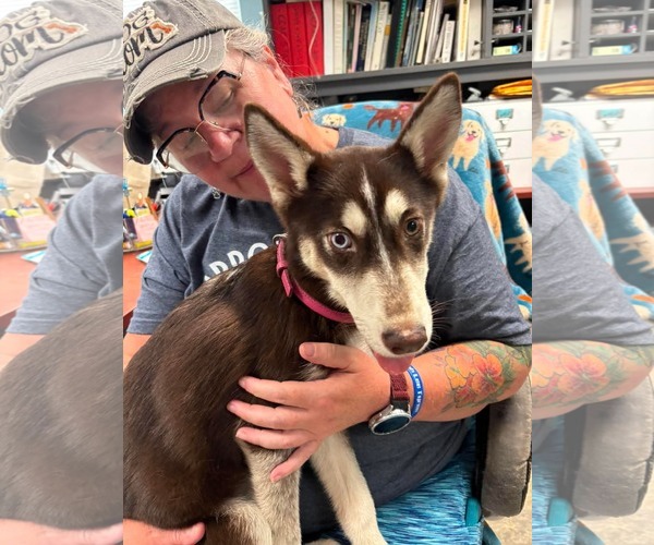 Medium Photo #2 Pomsky Puppy For Sale in Rustburg, VA, USA