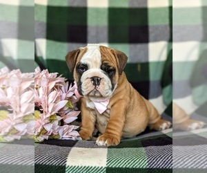 English Bulldog-Olde English Bulldogge Mix Puppy for sale in OXFORD, PA, USA