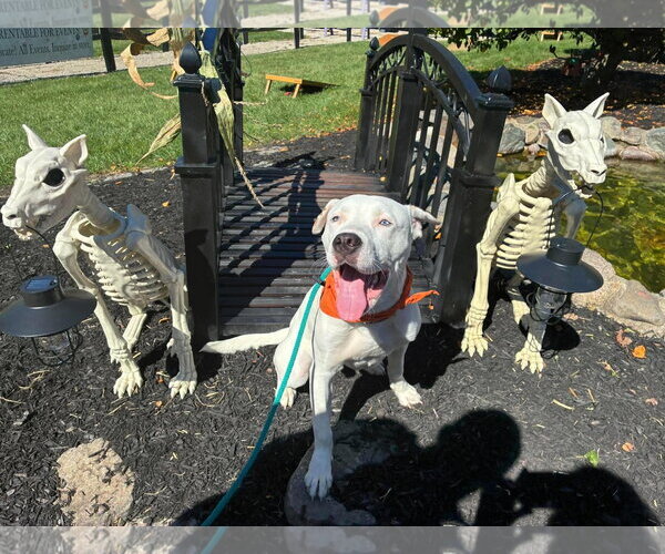 Medium Photo #2 American Pit Bull Terrier-Unknown Mix Puppy For Sale in Germantown, OH, USA
