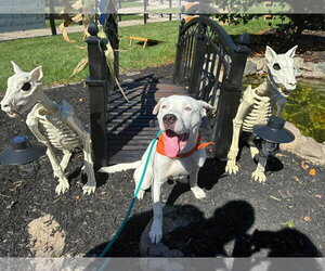 Dumpling Jake - Male American Pit Bull Terrier-Unknown Mix Dog for Adoption - Photo #2