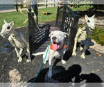 Small Photo #2 American Pit Bull Terrier-Unknown Mix Puppy For Sale in Germantown, OH, USA
