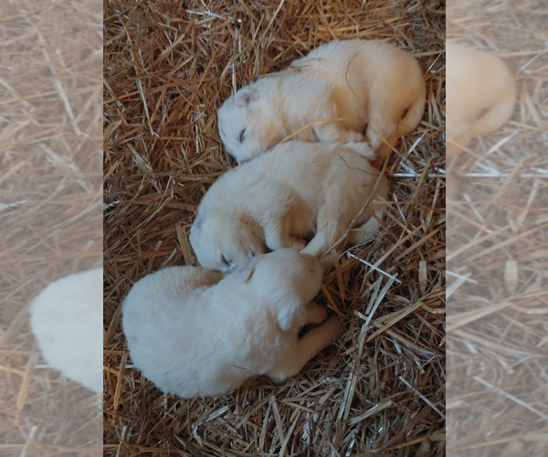 Medium Photo #3 Great Pyrenees Puppy For Sale in BEE SPRING, KY, USA