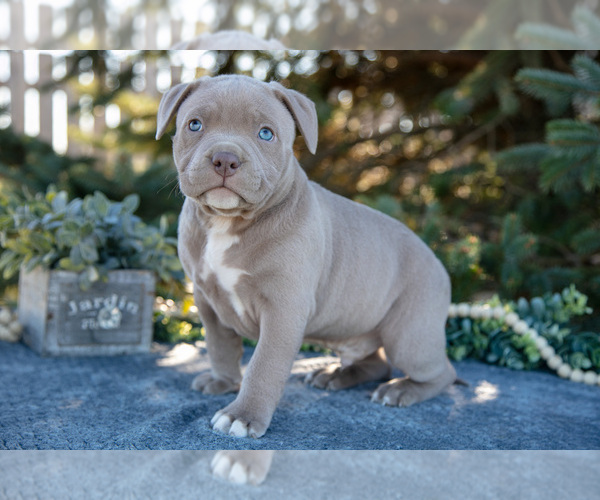 Medium Photo #2 American Bully Puppy For Sale in TOPEKA, IN, USA
