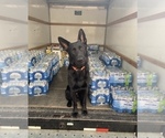 Small Photo #1 German Shepherd Dog Puppy For Sale in WEST POINT, VA, USA