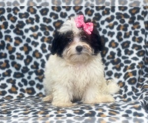 Maltipoo Puppy for sale in LAKELAND, FL, USA
