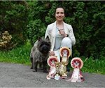 Small Photo #1 Cairn Terrier Puppy For Sale in Zarnesti, Brasov, Romainia