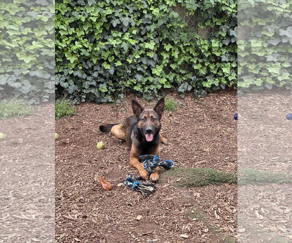 Medium Photo #11 German Shepherd Dog Puppy For Sale in Seattle, WA, USA