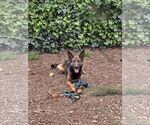 Small #10 German Shepherd Dog