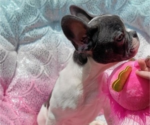 French Bulldog Puppy for sale in SAINT PETERSBURG, FL, USA