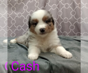 Miniature Australian Shepherd Puppy for sale in CAMPBELL, MN, USA