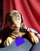 Small Photo #5 Doberman Pinscher Puppy For Sale in CHICAGO, IL, USA