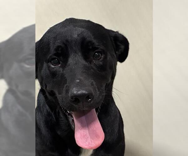 Medium Photo #1 Labrador Retriever Puppy For Sale in Bakersfield, CA, USA