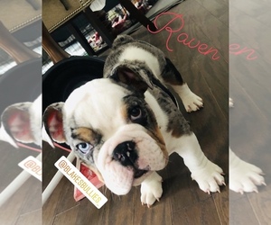 English Bulldog Puppy for sale in GROSSE POINTE WOODS, MI, USA