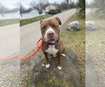 Small #25 American Pit Bull Terrier-American Staffordshire Terrier Mix
