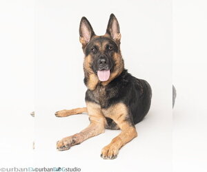 Dixie - F - Female German Shepherd Dog Dog for Adoption - Photo #3