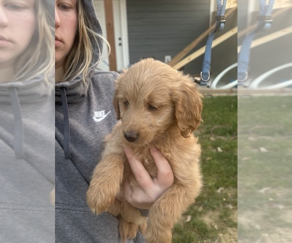 Medium Photo #11 Goldendoodle Puppy For Sale in MANSFIELD, MO, USA