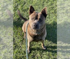 Akita-Unknown Mix Dogs for adoption in Fort Lauderdale, FL, USA