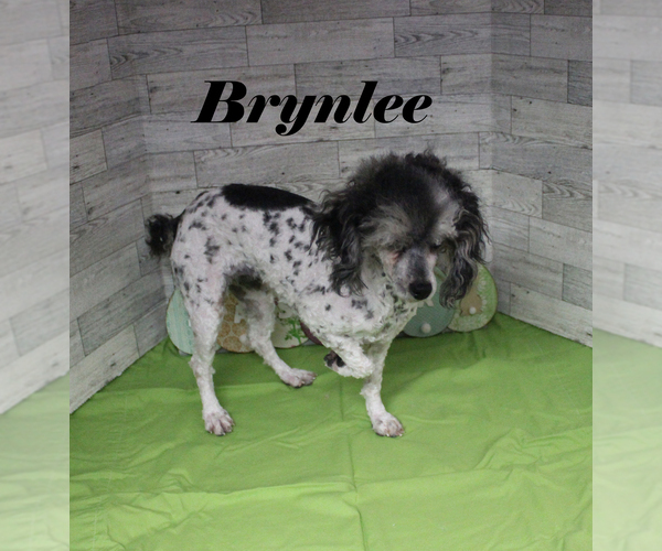 Medium Photo #17 Poodle (Toy) Puppy For Sale in CHANUTE, KS, USA