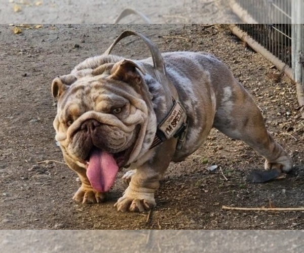 Medium Photo #1 English Bulldog Puppy For Sale in LA JOLLA, CA, USA