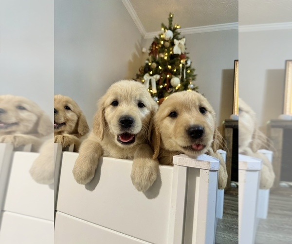 Medium Photo #2 Golden Retriever Puppy For Sale in STOCKBRIDGE, GA, USA