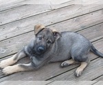 Puppy Tank German Shepherd Dog