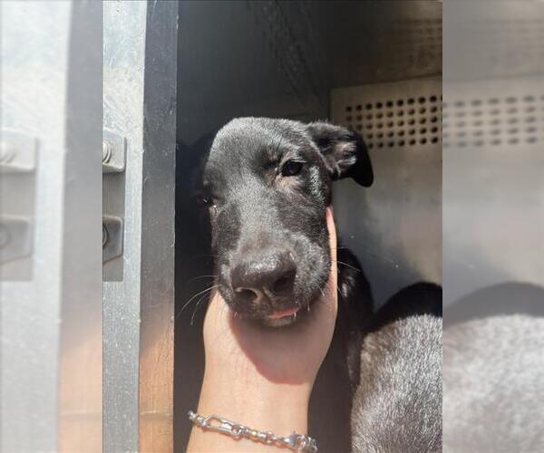 Medium Photo #1 Labrador Retriever-Unknown Mix Puppy For Sale in Corpus Christi, TX, USA