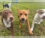 Small #4 American Pit Bull Terrier-Spaniel Mix