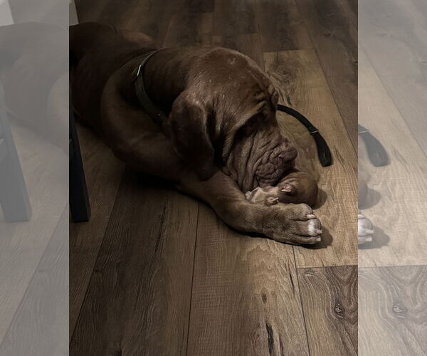 Medium Photo #6 Neapolitan Mastiff Puppy For Sale in Ellisville, MO, USA