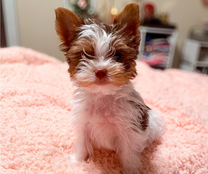 Yorkshire Terrier Puppy for sale in KINGMAN, AZ, USA