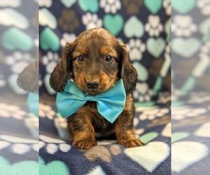 Dachshund Puppy for sale in NEW HOLLAND, PA, USA