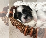 Small Photo #5 Shih Tzu Puppy For Sale in CLEARWATER, FL, USA