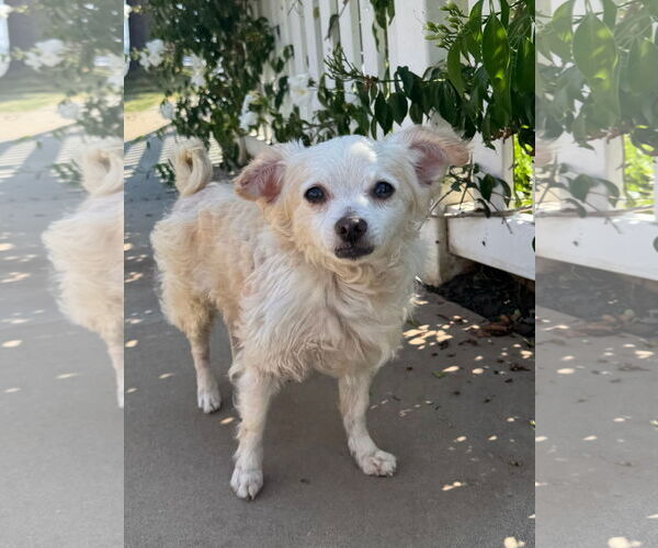 Medium Photo #2 Chihuahua-Unknown Mix Puppy For Sale in Newport Beach, CA, USA