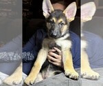 Small #3 German Shepherd Dog