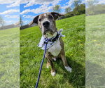 Small #8 Catahoula Leopard Dog Mix