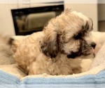 Small Photo #11 Zuchon Puppy For Sale in RENO, NV, USA