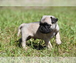 Small #3 Pug