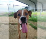 Small #5 Boxer Mix