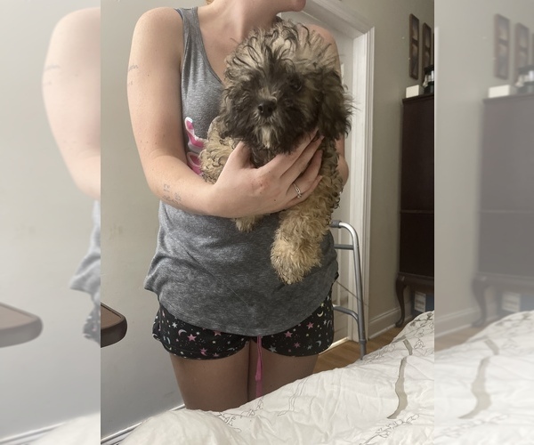 Medium Photo #3 Lhasa-Poo Puppy For Sale in DINWIDDIE, VA, USA