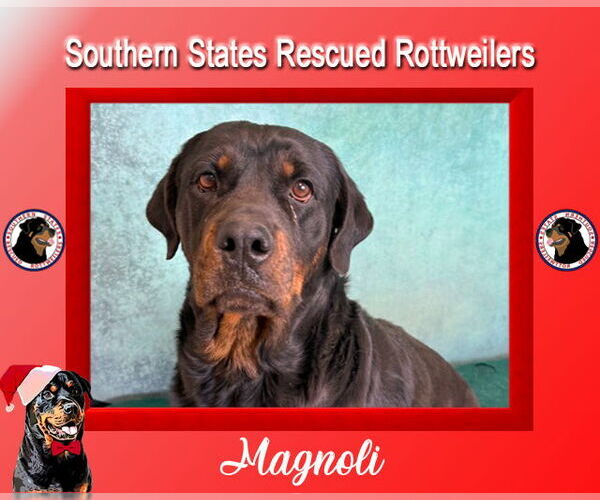 Medium Photo #1 Rottweiler Puppy For Sale in White Hall, AR, USA