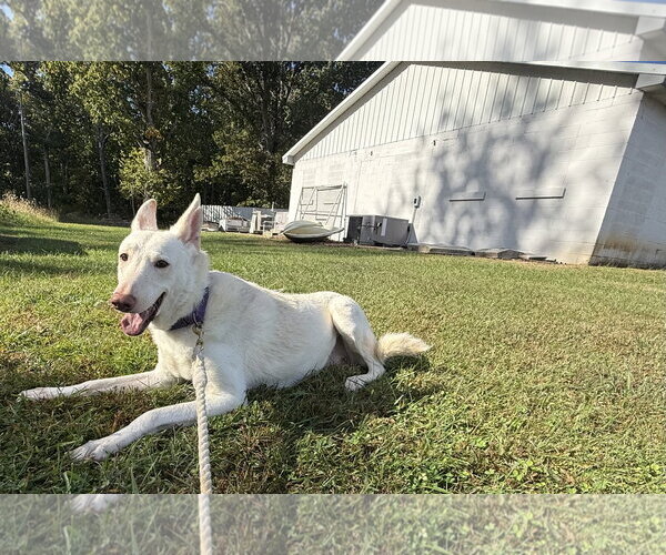 Medium Photo #9 - Mix Puppy For Sale in Rustburg, VA, USA