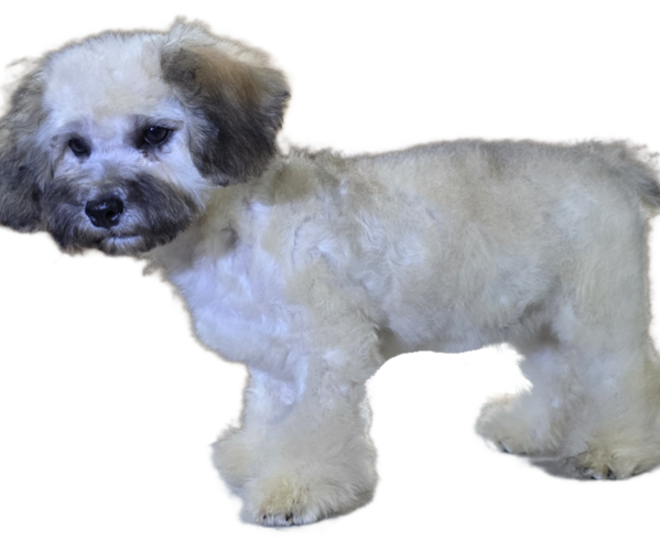 Medium Photo #5 Maltipoo-Shih Tzu Mix Puppy For Sale in SCOTTSDALE, AZ, USA