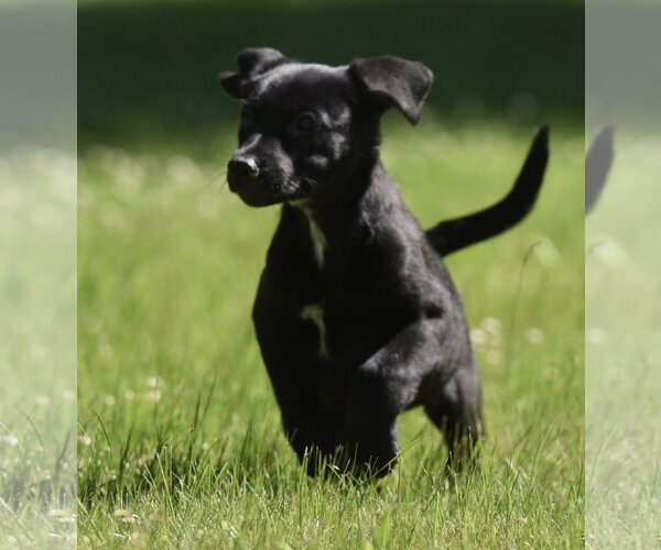 Medium Photo #2 Shepweiller Puppy For Sale in Mechanicsburg, PA, USA