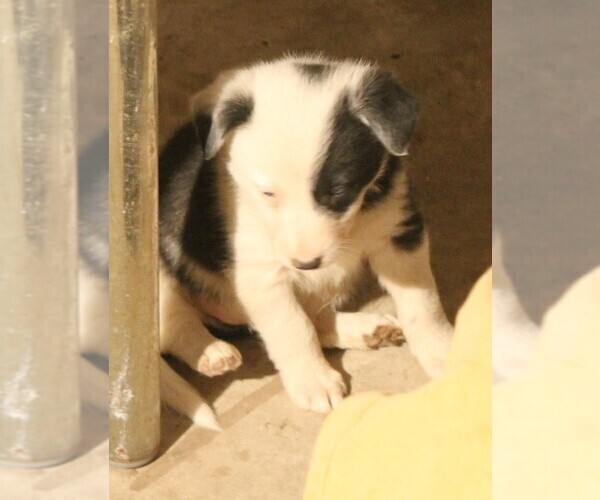 Medium Photo #9 Australian Cattle Dog-Border Collie Mix Puppy For Sale in LEHIGH, IA, USA