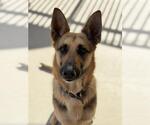 Small German Shepherd Dog