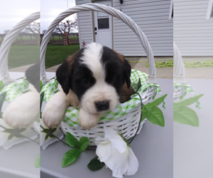 Saint Bernard Puppy for sale in BLOOMINGTON, IN, USA