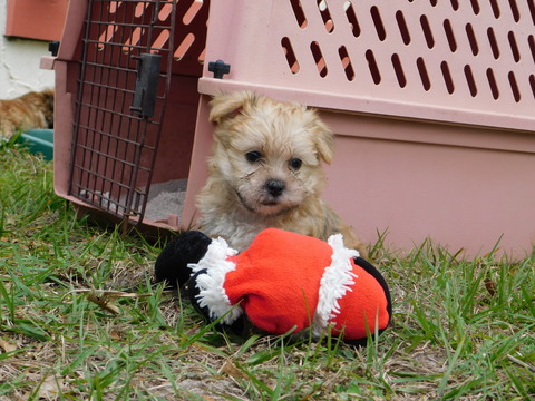Medium Photo #23 Morkie Puppy For Sale in ORLANDO, FL, USA